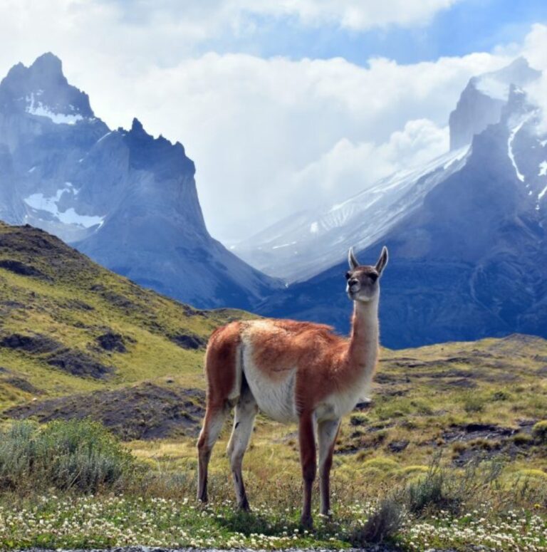 Fauna y Flora de Torres del Paine: Un Encuentro Inolvidable con la Naturaleza Salvaje de la Patagonia Chilena