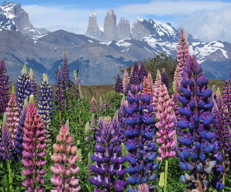 Torres del Paine: ¿Verano, Otoño o Primavera? Elige la mejor Estación para tú aventura en el circuito W